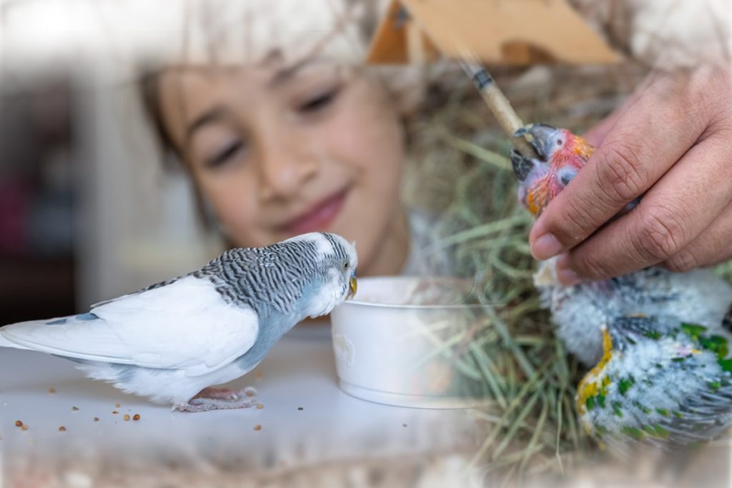 Making Bird Feeders
